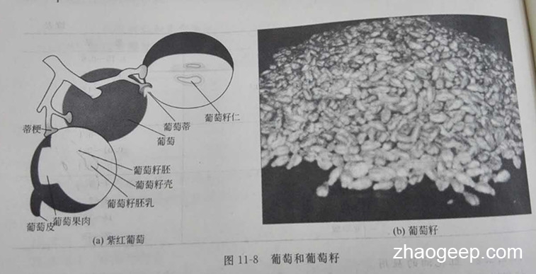 兆格環(huán)保液壓榨油機制取葡萄籽油工藝